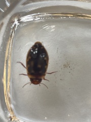Platambus maculatus