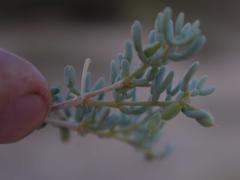 Tetraena cylindrifolia