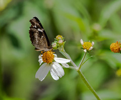 Castilia