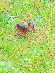 Procambarus clarkii