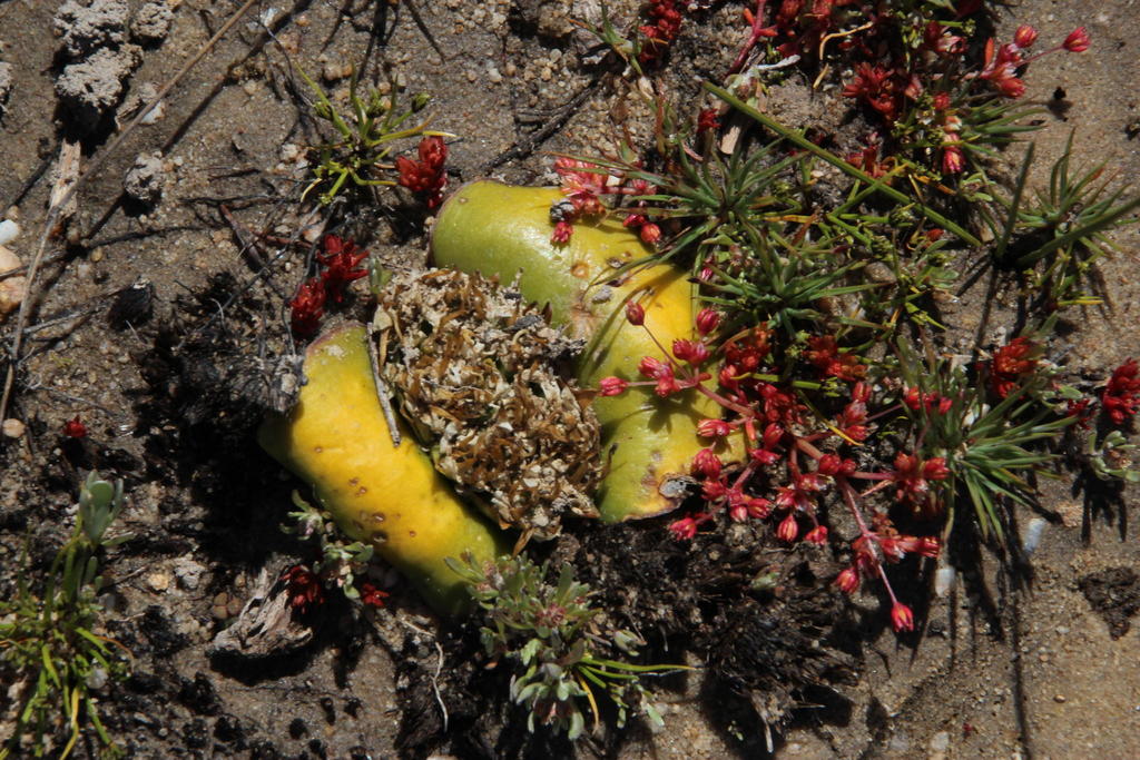 Crassula decumbens, Wildbeest Dam on Driekuilen: Driekuilen Nature Reserve