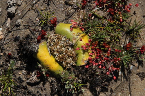 Crassula decumbens