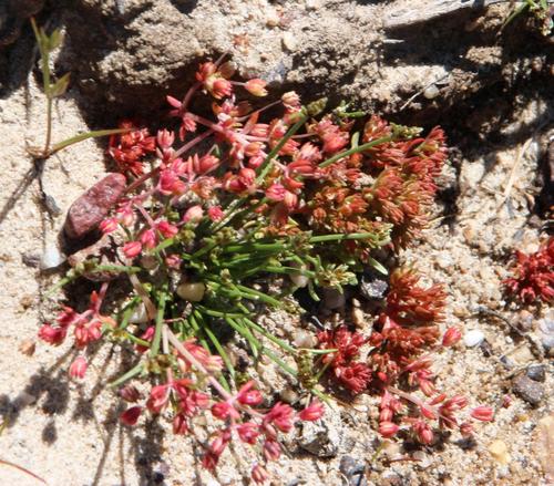 Crassula decumbens
