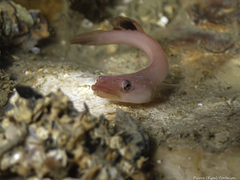 Apletodon dentatus