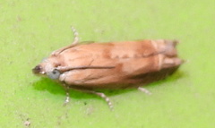 Eucosma mormonensis