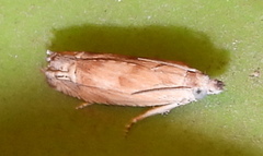 Eucosma mormonensis