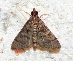Steniodes declivalis