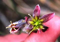 Cotyledon papillaris