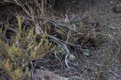 Cotyledon papillaris