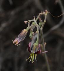 Cotyledon papillaris