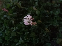 Trifolium repens