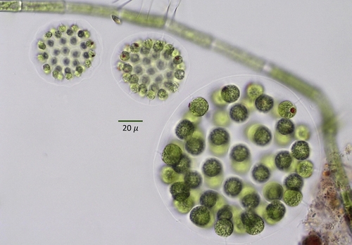 Eudorina elegans