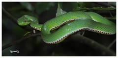 Trimeresurus popeiorum
