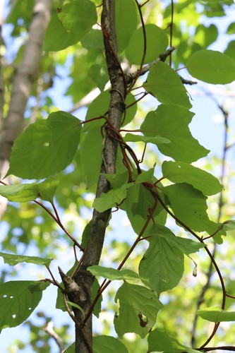 Schisandra chinensis, photograph 1