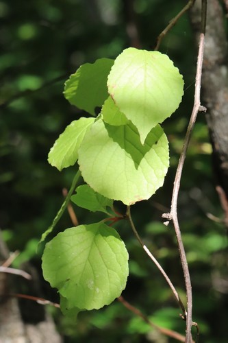 Schisandra chinensis, photograph 2