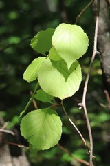 Schisandra chinensis, photograph Nina Filippova, CC BY, iNaturalist via GBIF
