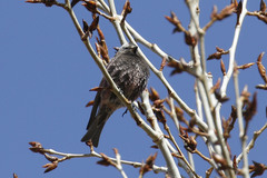 Leucosticte atrata
