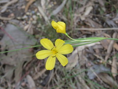 Sisyrinchium pringlei