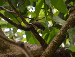 Picumnus albosquamatus