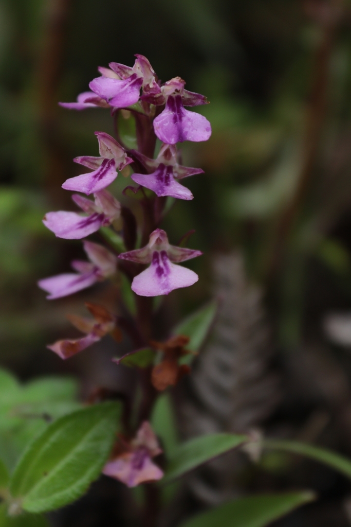 Brachycorythis obcordata