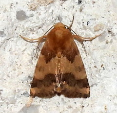 Schinia mortua