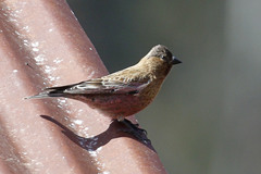 Leucosticte australis
