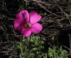 Oxalis heterophylla