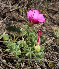 Oxalis heterophylla