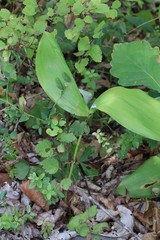 Convallaria keiskei