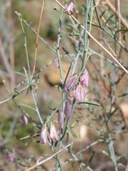 Polygala guerichiana