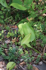 Convallaria keiskei