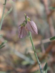 Polygala guerichiana