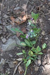 Vicia amurensis