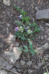 Vicia amurensis