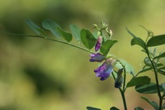 Vicia amurensis