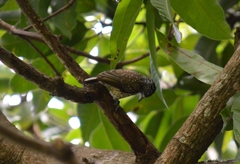Picumnus albosquamatus