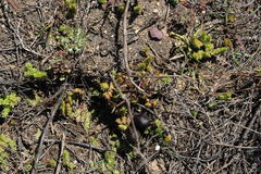 Crassula lanceolata lanceolata