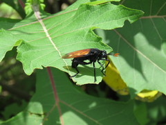 Protomydas rubidapex