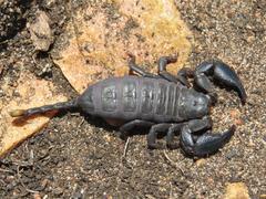 Opisthacanthus capensis
