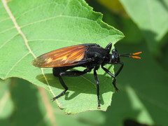 Protomydas rubidapex