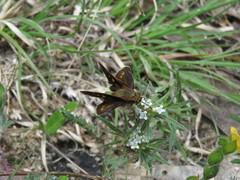 Lon melane vitellina