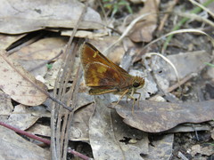 Lon melane vitellina