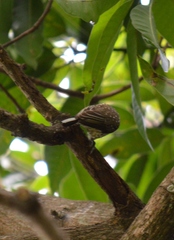 Picumnus albosquamatus