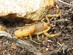 Parabuthus planicauda