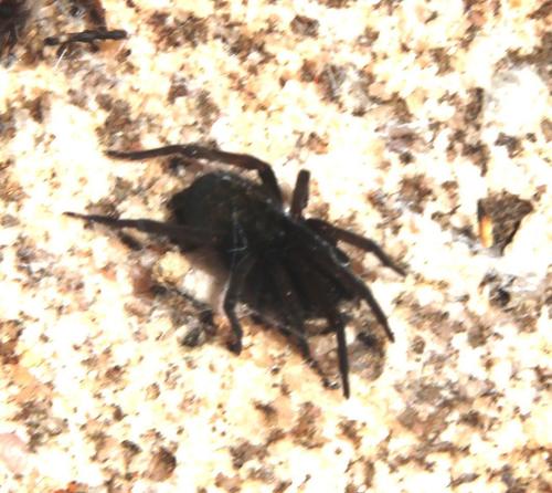 Phyxelididae