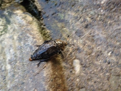 Thanatophilus lapponicus