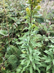 Solidago roanensis