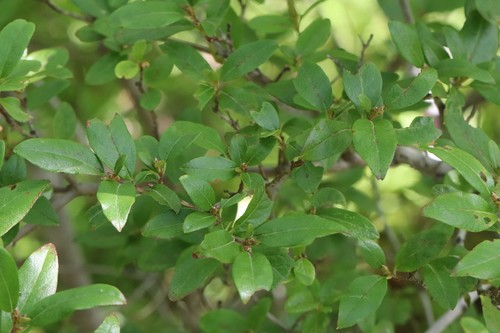 Rhododendron mucronulatum