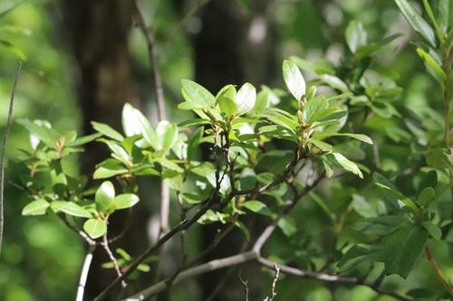 Rhododendron mucronulatum