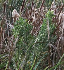 Leucadendron macowanii
